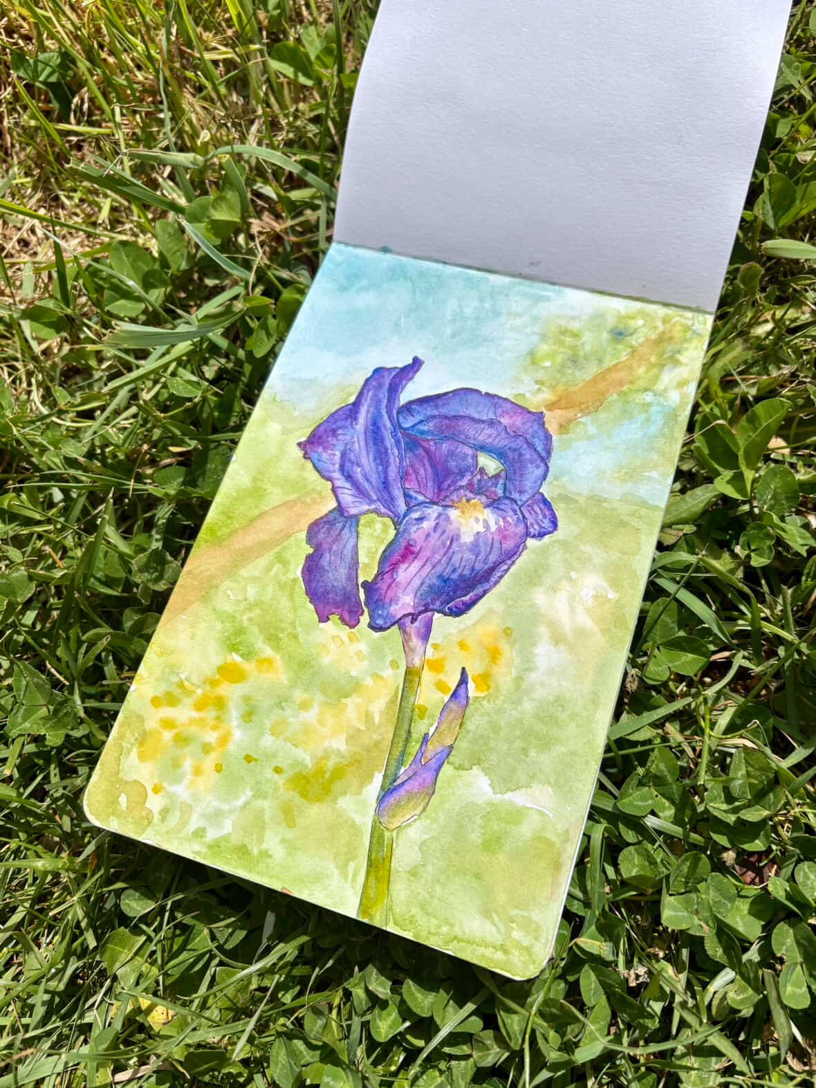 Iris watercolor
